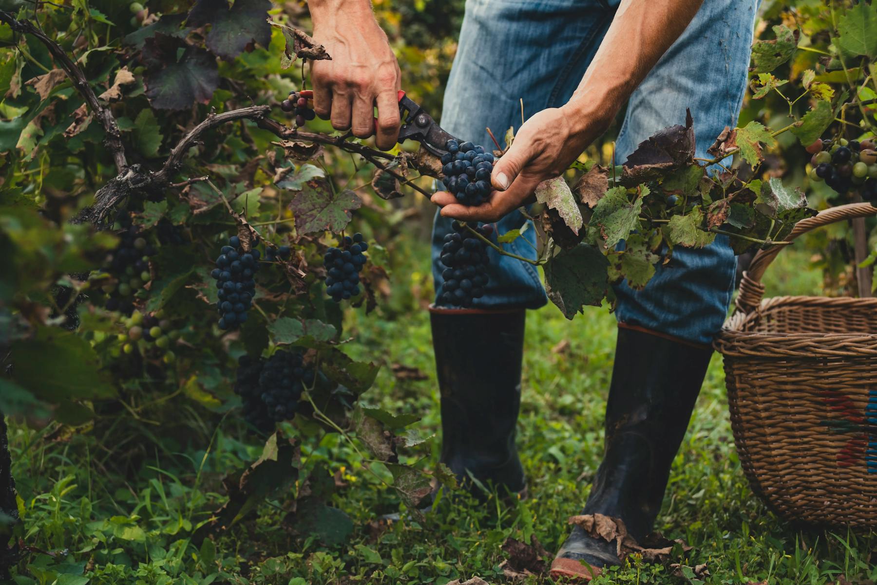 Découvrez les classifications du vin : AOC, IGP, vin de France... Apprenez à comprendre les labels, critères de qualité et les distinctions entre chaque vin.